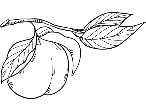 Peach On A Branch Coloring Page